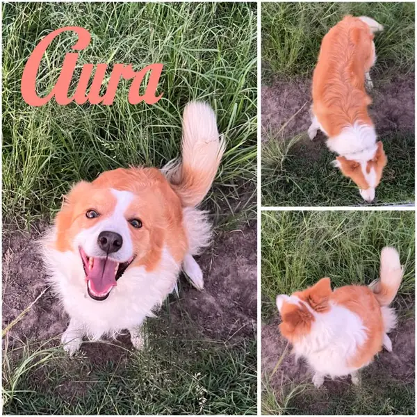 Aura, Red & White Border Collie breeding dog at Brisbane Bordoodles