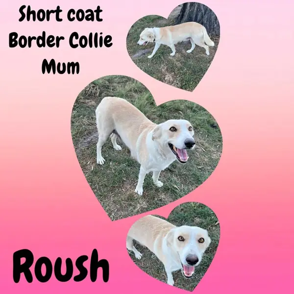 Roush, Short Coat Border Collie breeding dog at Brisbane Bordoodles