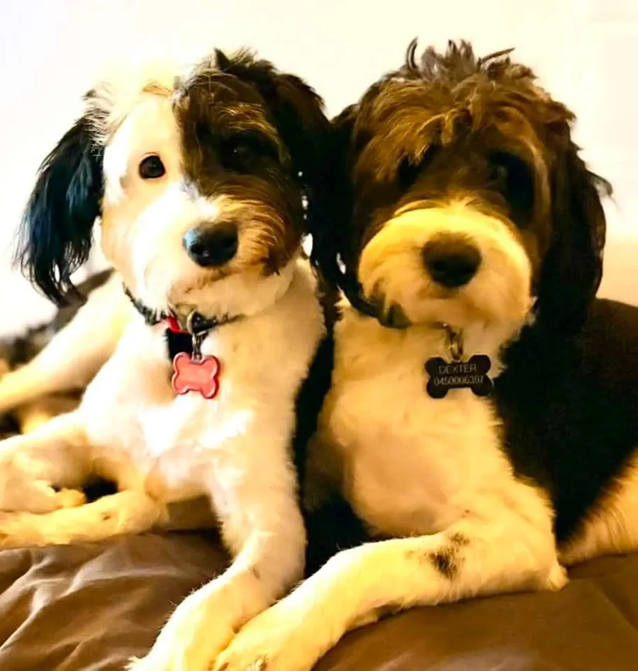 Two fluffy Brisbane Bordoodles cuddled up together